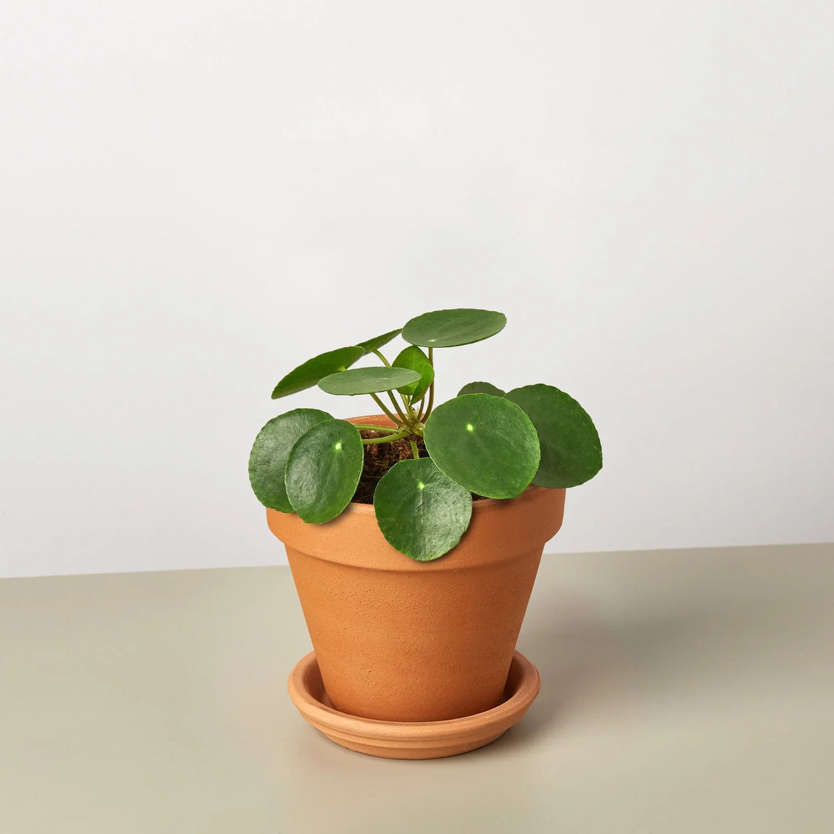 Pilea Peperomioides 'Chinese Money' indoor houseplant