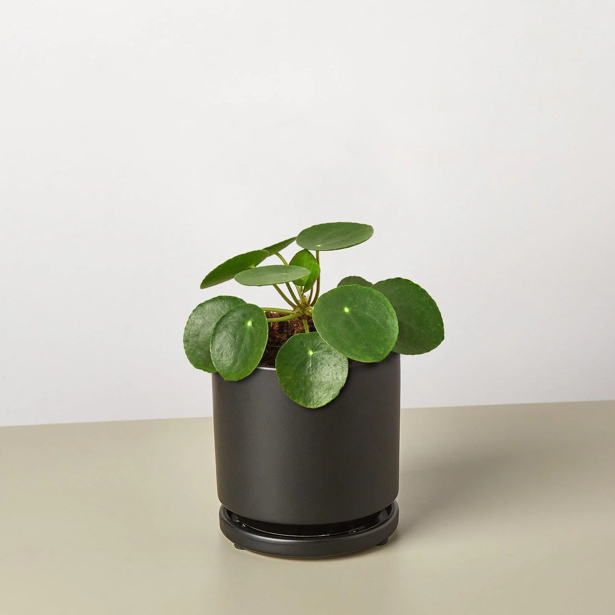 Pilea Peperomioides 'Chinese Money' indoor houseplant