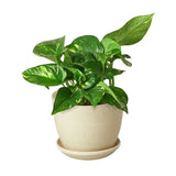 Pothos 'Golden' indoor houseplant