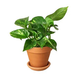 Pothos 'Golden' indoor houseplant