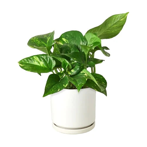 Pothos 'Golden' indoor houseplant