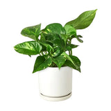 Pothos 'Golden' indoor houseplant