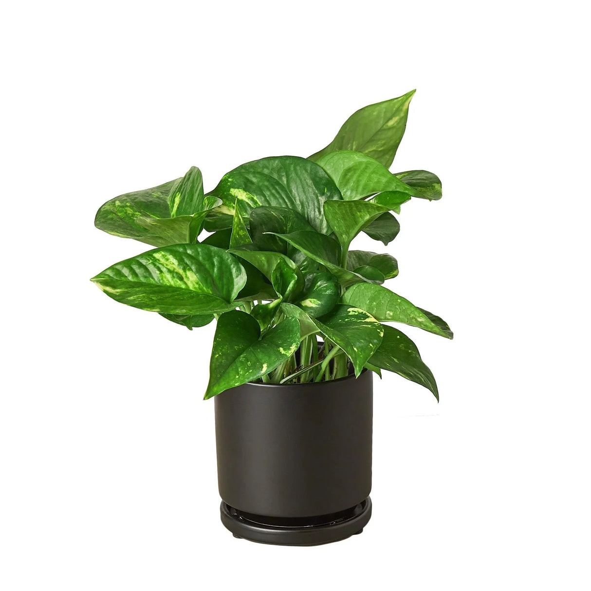 Pothos 'Golden' indoor houseplant