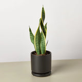 Snake Plant Laurentii indoor houseplant