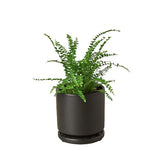 Fern 'Lemon Button' indoor house plant