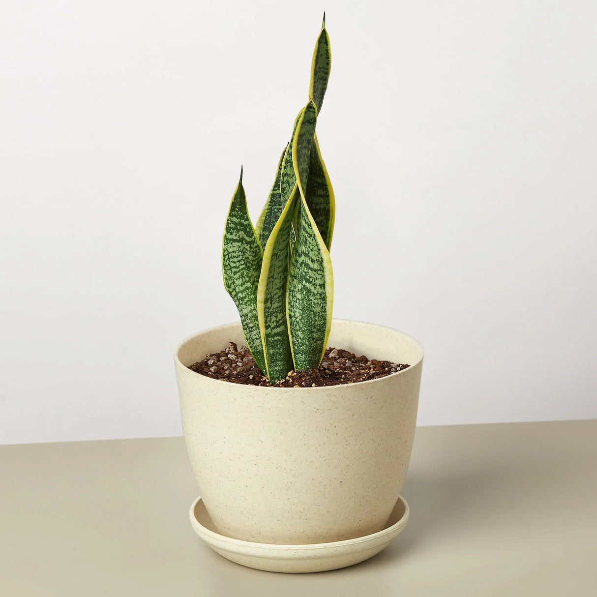 Snake Plant Laurentii indoor houseplant