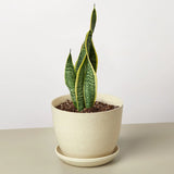 Snake Plant Laurentii indoor houseplant