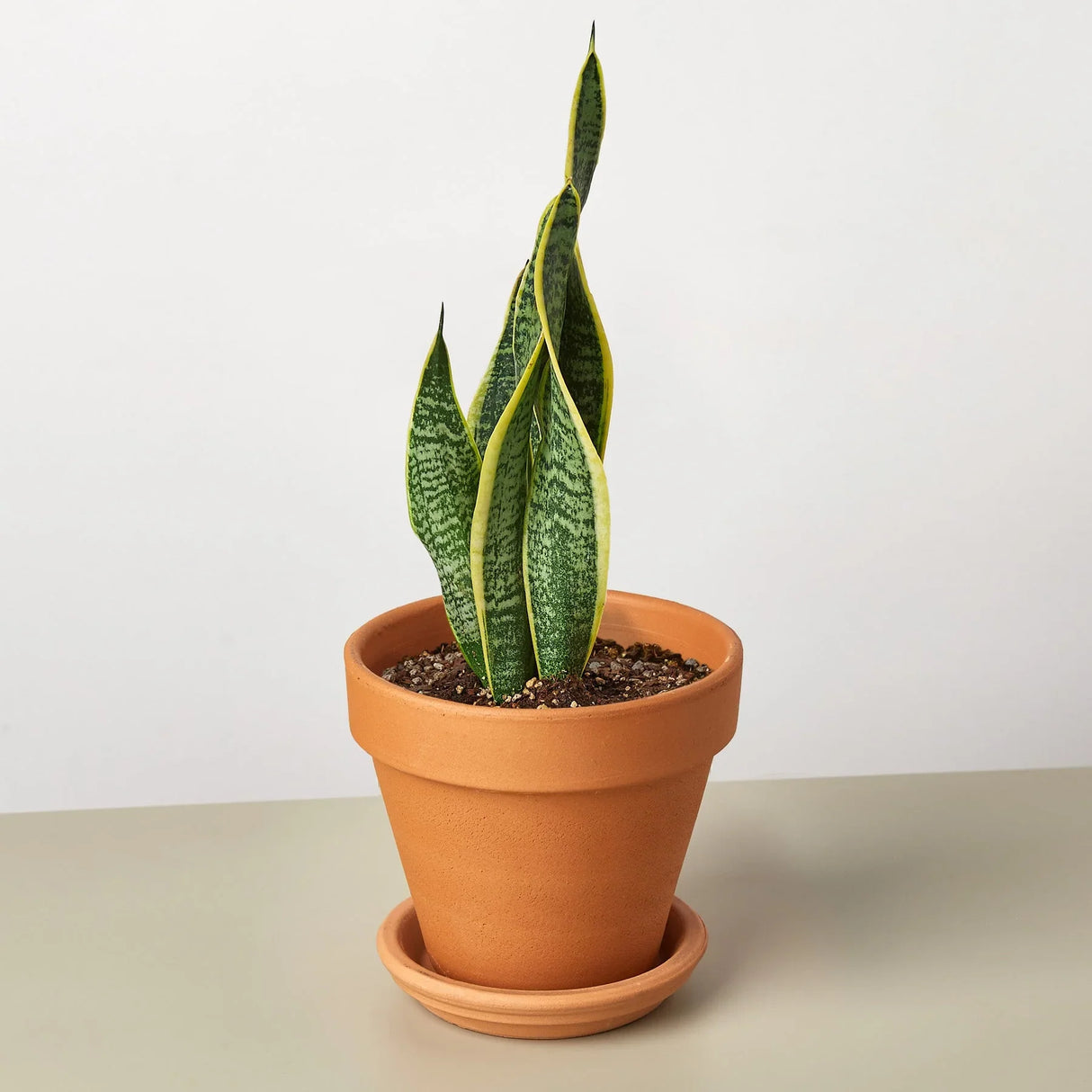 Snake Plant Laurentii indoor houseplant