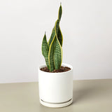 Snake Plant Laurentii indoor houseplant