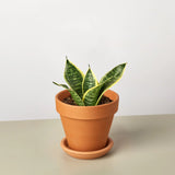 Snake Plant Laurentii Dwarf indoor houseplant