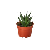 Fairy Washboard Haworthia indoor house plant