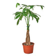 Money Tree 'Guiana Chestnut' Pachira Braid indoor house plants