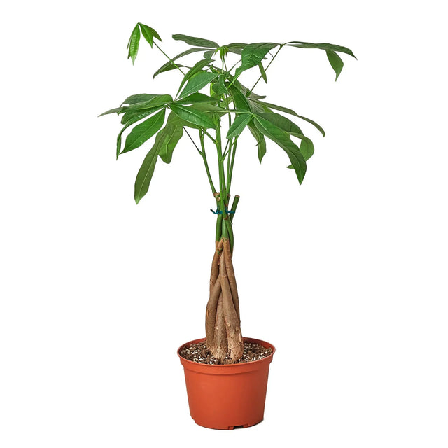 Money Tree 'Guiana Chestnut' Pachira Braid indoor house plants