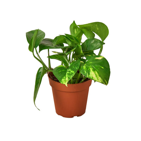 Pothos 'Golden' indoor houseplant