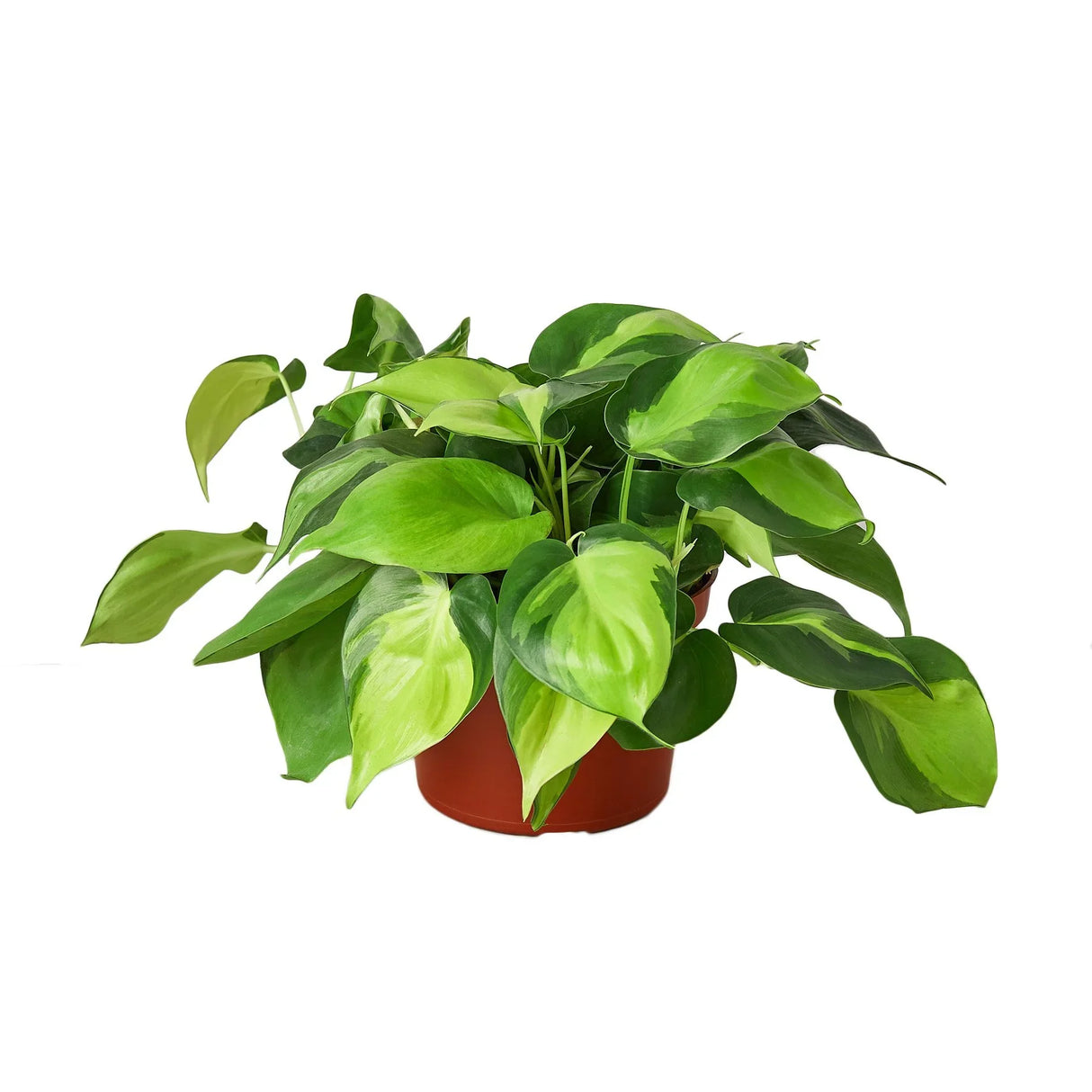 Philodendron 'Brasil' indoor houseplant