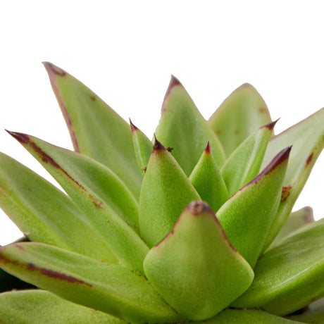 Lipstick Echeveria indoor house plant