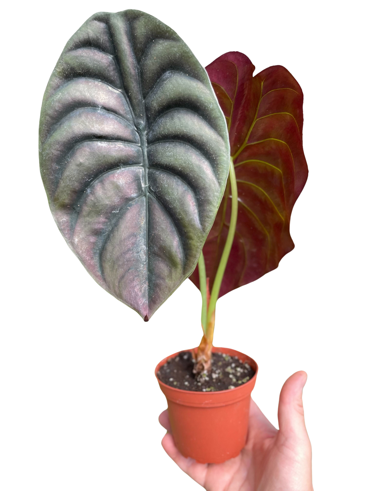 Alocasia 'Red Secret' Indoor Plant