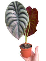 Alocasia 'Red Secret' Indoor Plant