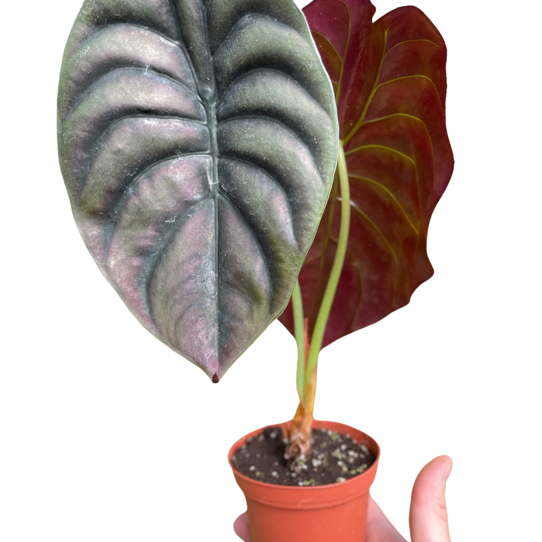 Alocasia 'Red Secret' Indoor Plant