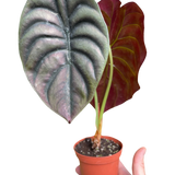 Alocasia 'Red Secret' Indoor Plant