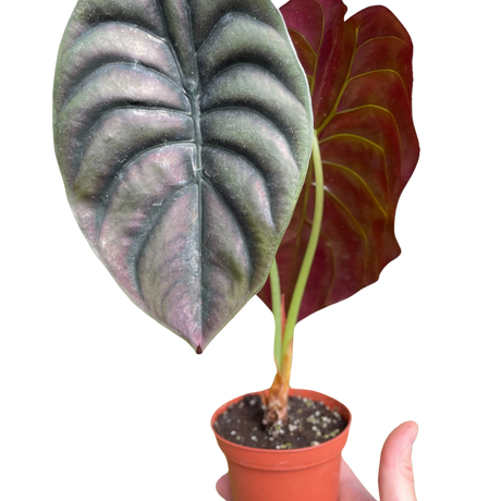 Alocasia 'Red Secret' Indoor Plant