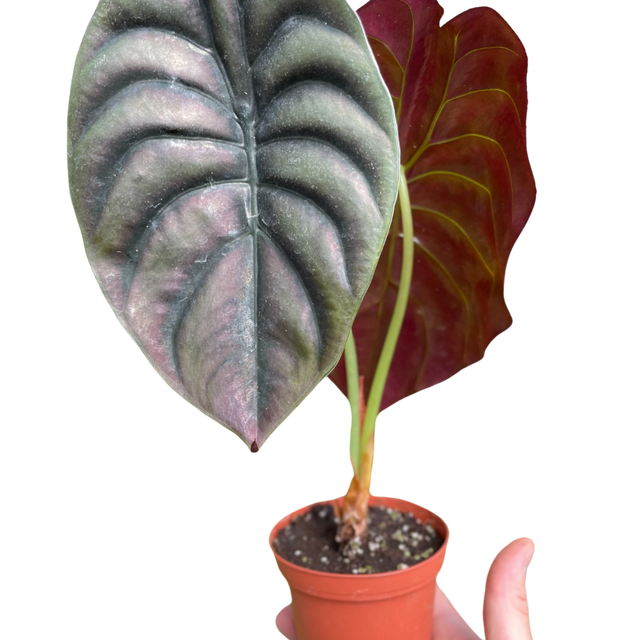 Alocasia 'Red Secret' Indoor Plant