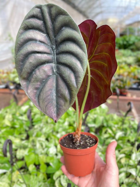 Alocasia 'Red Secret' Indoor Plant