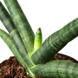 Snake Plant Starfish indoor houseplant