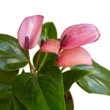 Anthurium 'Purple' indoor plant