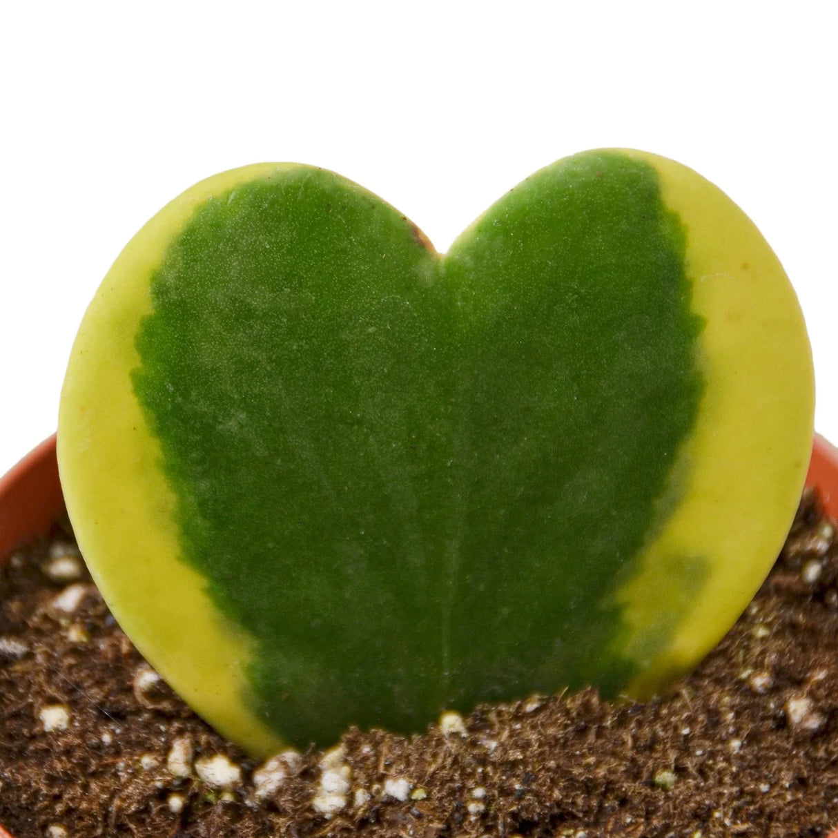 Hoya 'Sweetheart Variegated' indoor house plant