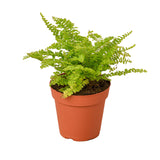 Cotton Candy Fern indoor plant