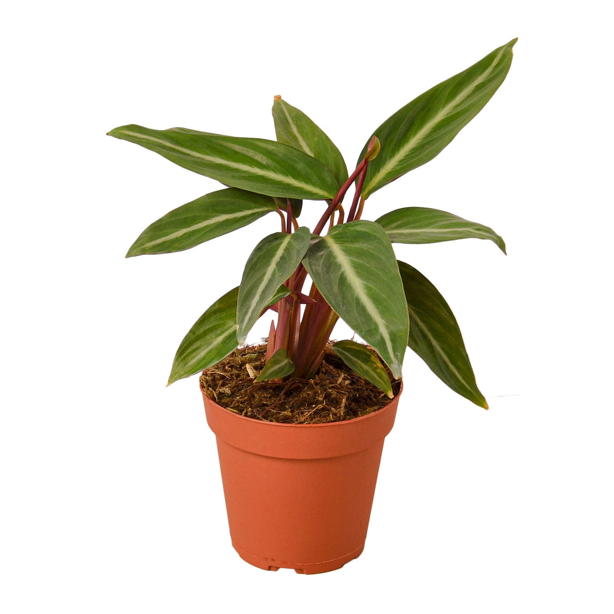 Stromanthe Sanguinea indoor houseplant