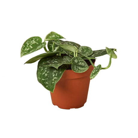 Pothos 'Satin' indoor houseplant