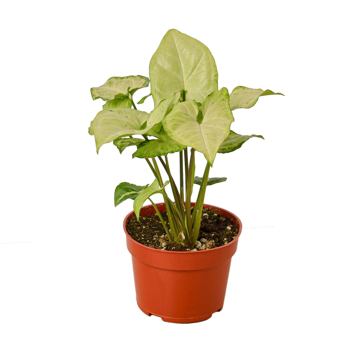 Syngonium White Butterfly indoor houseplant