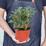 Schefflera Moonlight 'Umbrella Plant' indoor houseplant