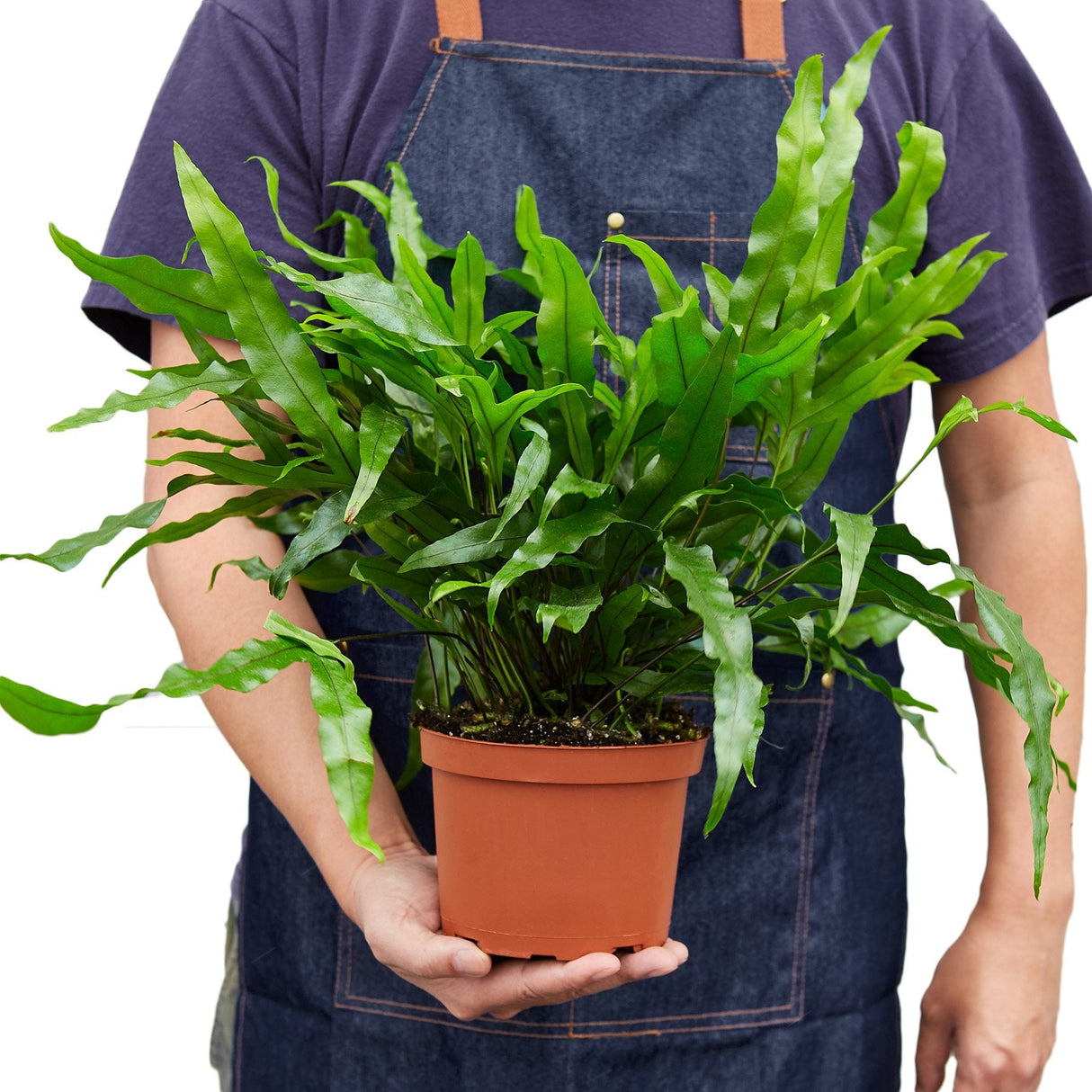 Fern 'Kangaroo Paw' indoor house plant