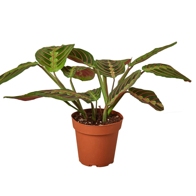 Maranta Red Prayer indoor house plant