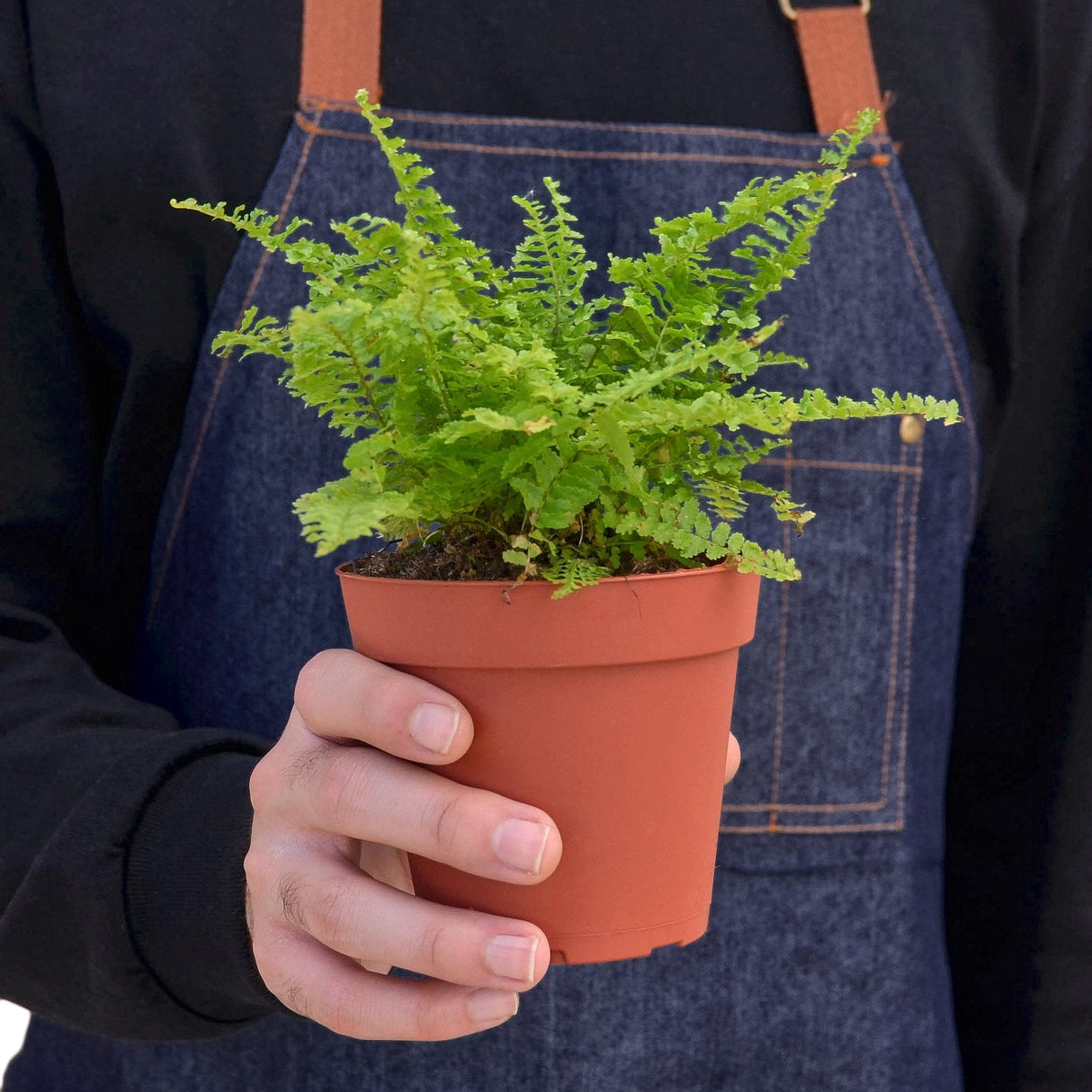 Cotton Candy Fern indoor plant