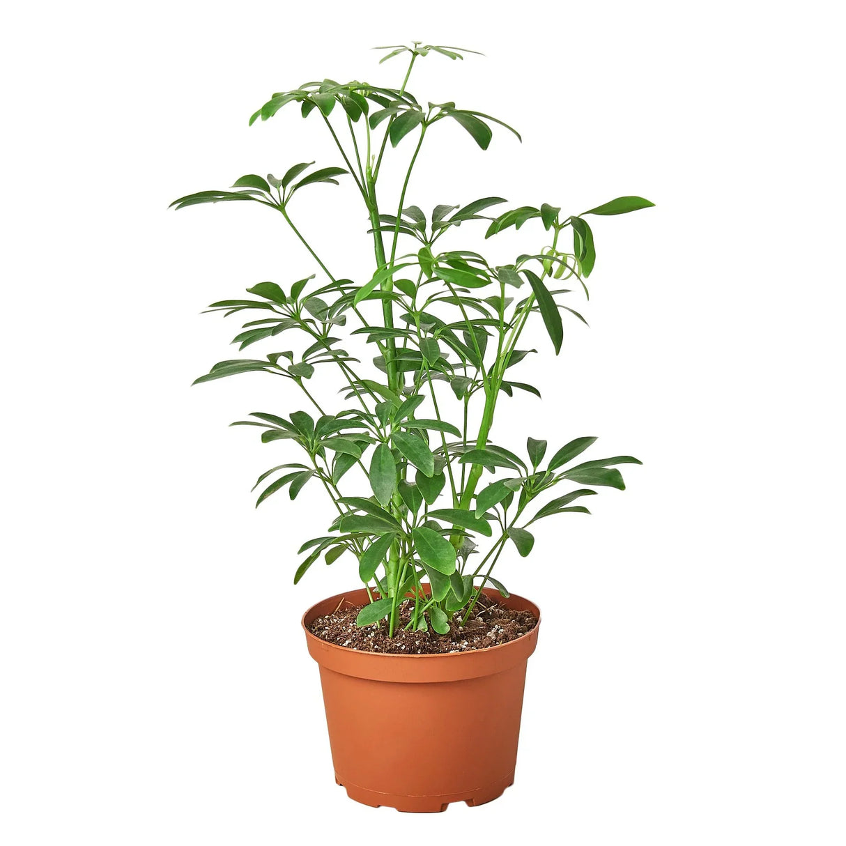 Schefflera Arboricola 'Umbrella' indoor houseplant