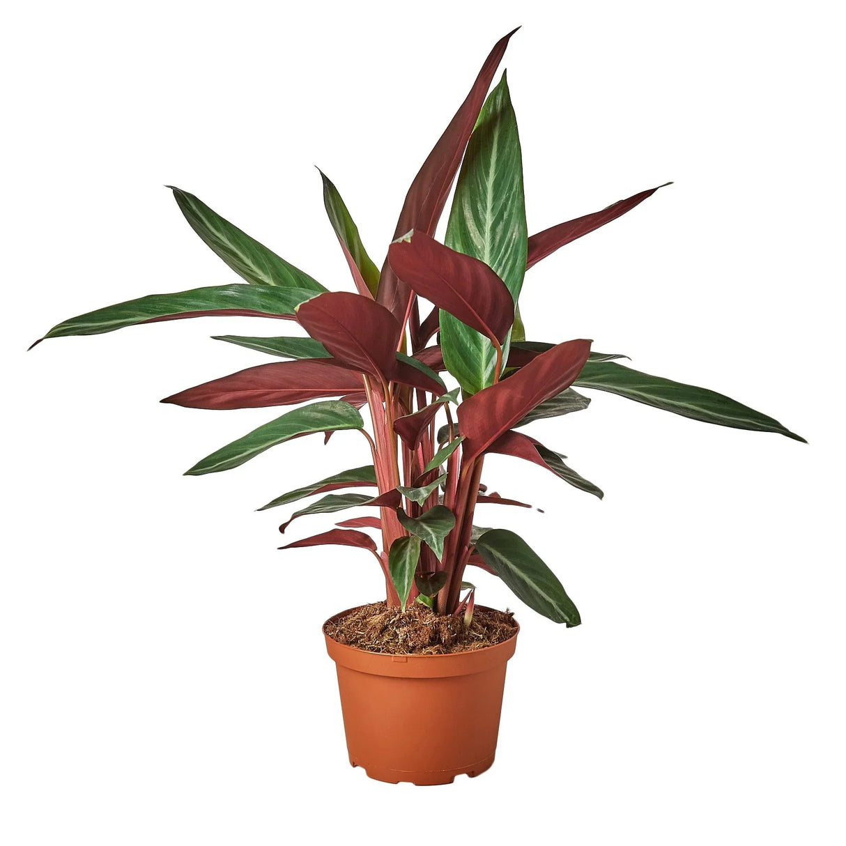 Stromanthe Sanguinea indoor houseplant