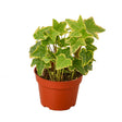 English Ivy Gold Child indoor house plant