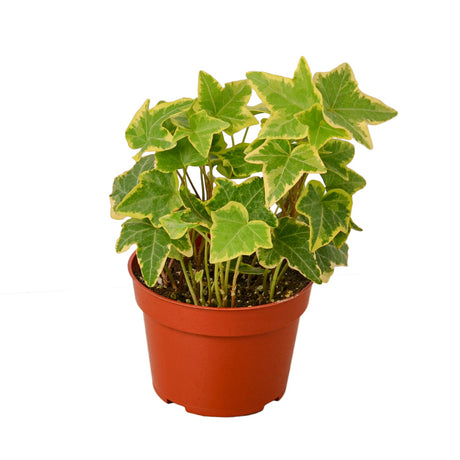 English Ivy Gold Child indoor house plant