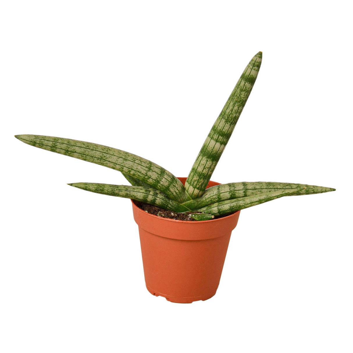 Snake Plant Starfish indoor houseplant