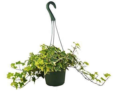 English Ivy Gold Child indoor house plant