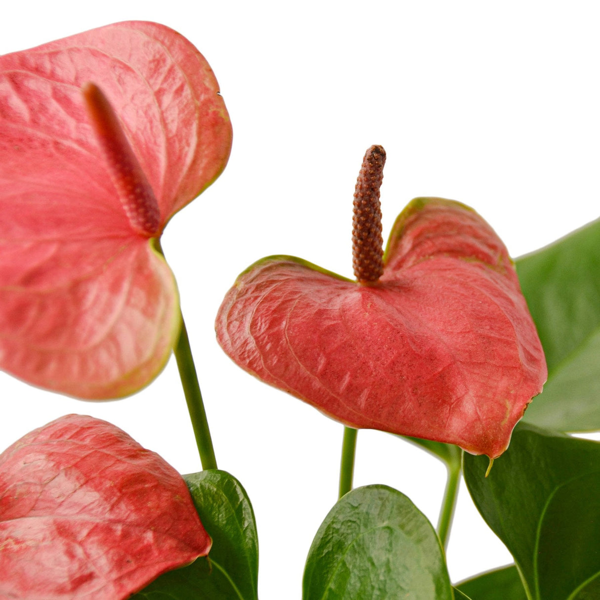 Anthurium 'Pink' indoor plant