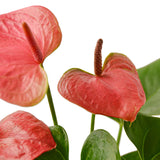 Anthurium 'Pink' indoor plant