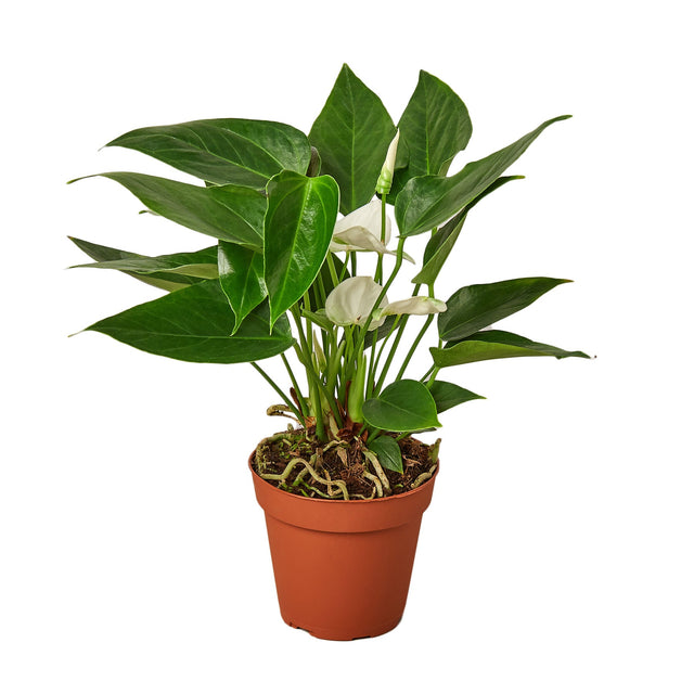 Anthurium 'White' indoor plant