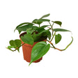 Philodendron Cordatum Heartleaf indoor houseplant