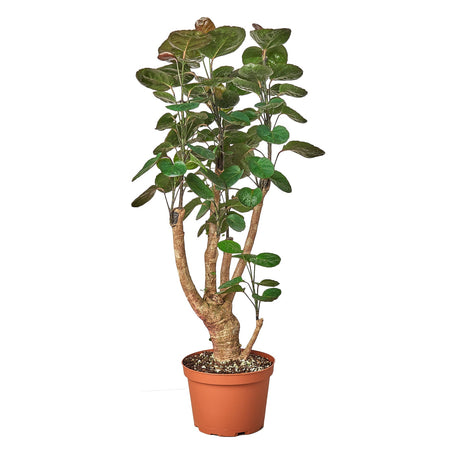 Aralia Fabian Stump 'Polyscias Scutellaria' indoor plant