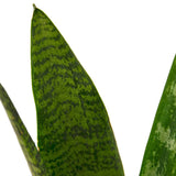 Snake Plant 'Zeylanica' indoor houseplant